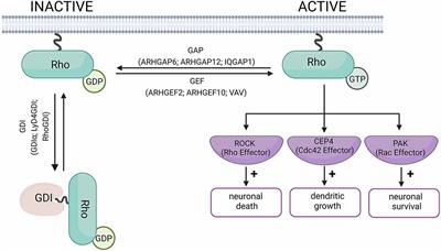 Crosstalk between the Rho and Rab family of small GTPases in neurodegenerative disorders